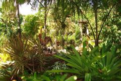 2006backyard5.jpg