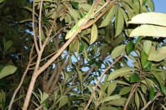 cubanl1