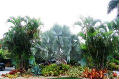 Frontyard-June